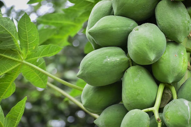 Manfaat Pepaya Muda Lebih dari Buah Segar untuk Kesehatan Anda